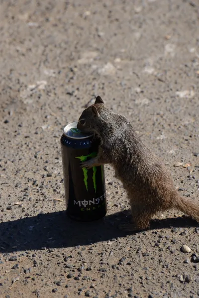 DSC_6890 (Large).JPG